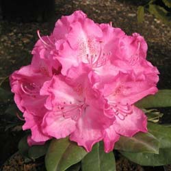 Rhododendron Germania